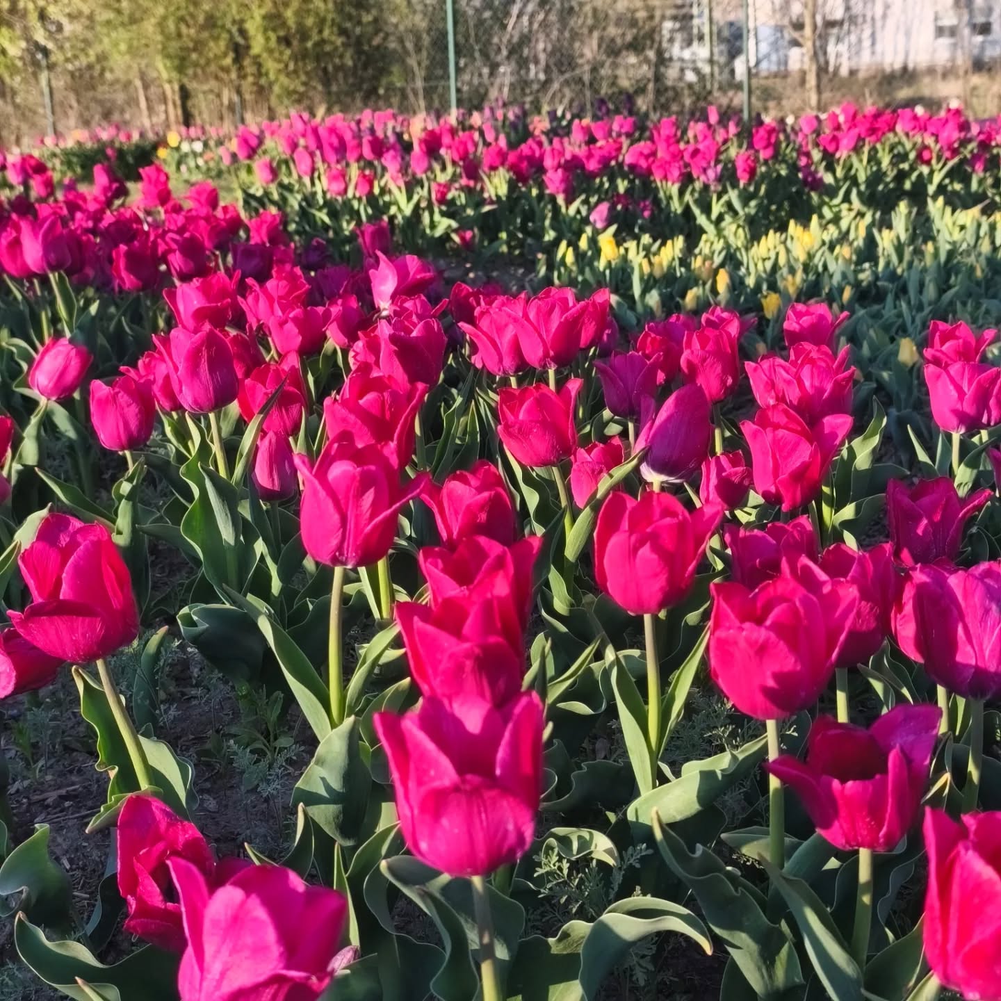Titulní obrázek k článku Výstava tulipánů